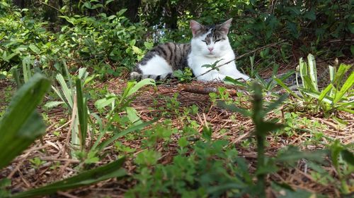 Portrait of cat