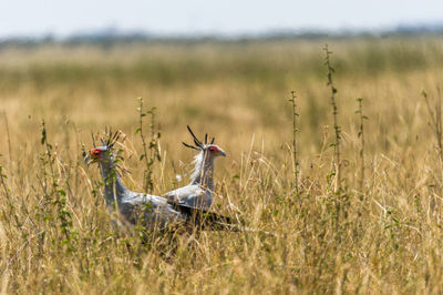 Secretary birds amidst plants on field