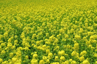 Full frame shot of fresh yellow flower field