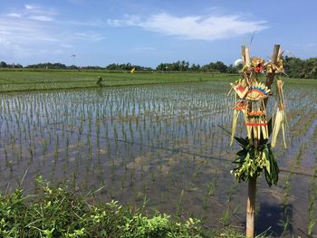 Plants growing on field against sky