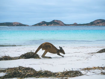 View of crab on beach against sky