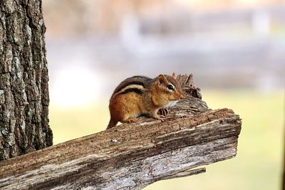 Close-up of squirrel on wood by tree
