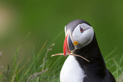 Close-up of puffin