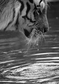 Close-up of tiger in lake