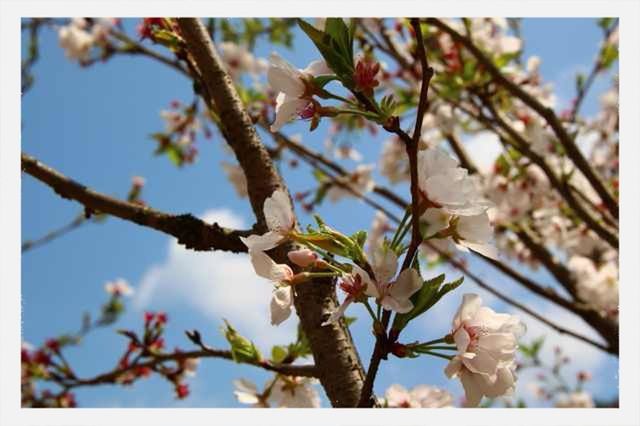 flower, branch, growth, transfer print, freshness, low angle view, tree, nature, fragility, beauty in nature, focus on foreground, close-up, blossom, auto post production filter, twig, sky, petal, white color, day, springtime