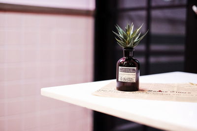 Close-up of potted plant on table at home