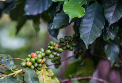 Close-up of berries growing on tree