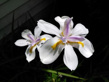 Close-up of frangipani blooming outdoors