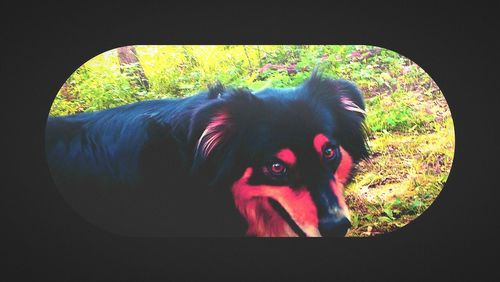 Portrait of dog on tree