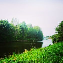 Reflection of trees in lake