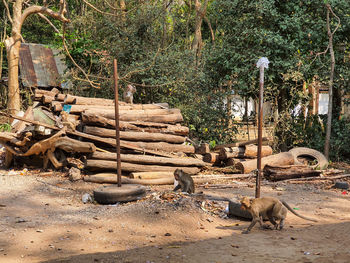 Cat relaxing on log in forest