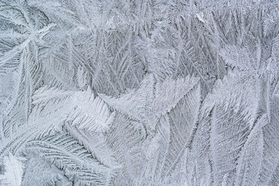 Full frame shot of snow covered leaves