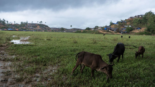 Cows grazing on field against sky