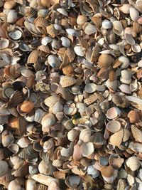 Full frame shot of seashells