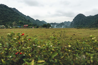 Scenic view of field against sky