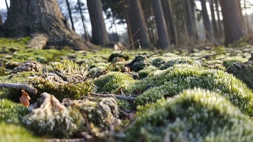 Close-up of fresh green plants in forest