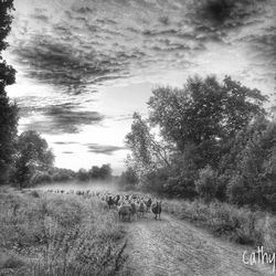 Trees on farm against sky