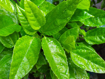 Close-up of raindrops on leaves