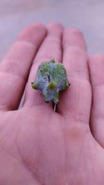 Close-up of hand holding small leaf