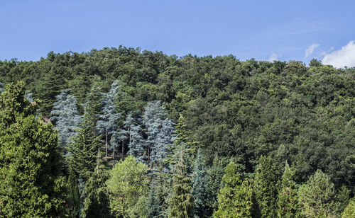 Scenic view of forest against sky