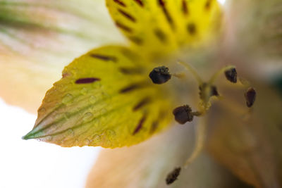 Close-up of yellow flowers