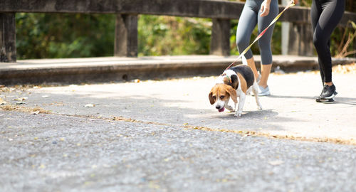 Low section of dog on floor