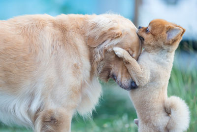 Close-up of dogs