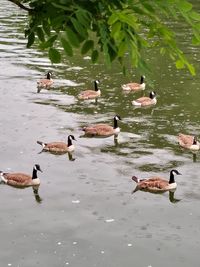 High angle view of birds swimming in lake