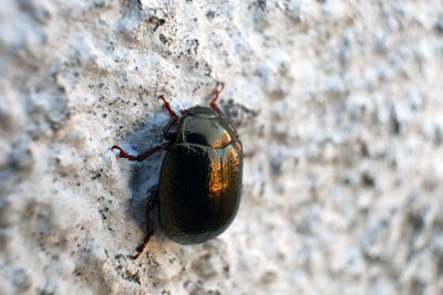 Close-up of beetle on wall