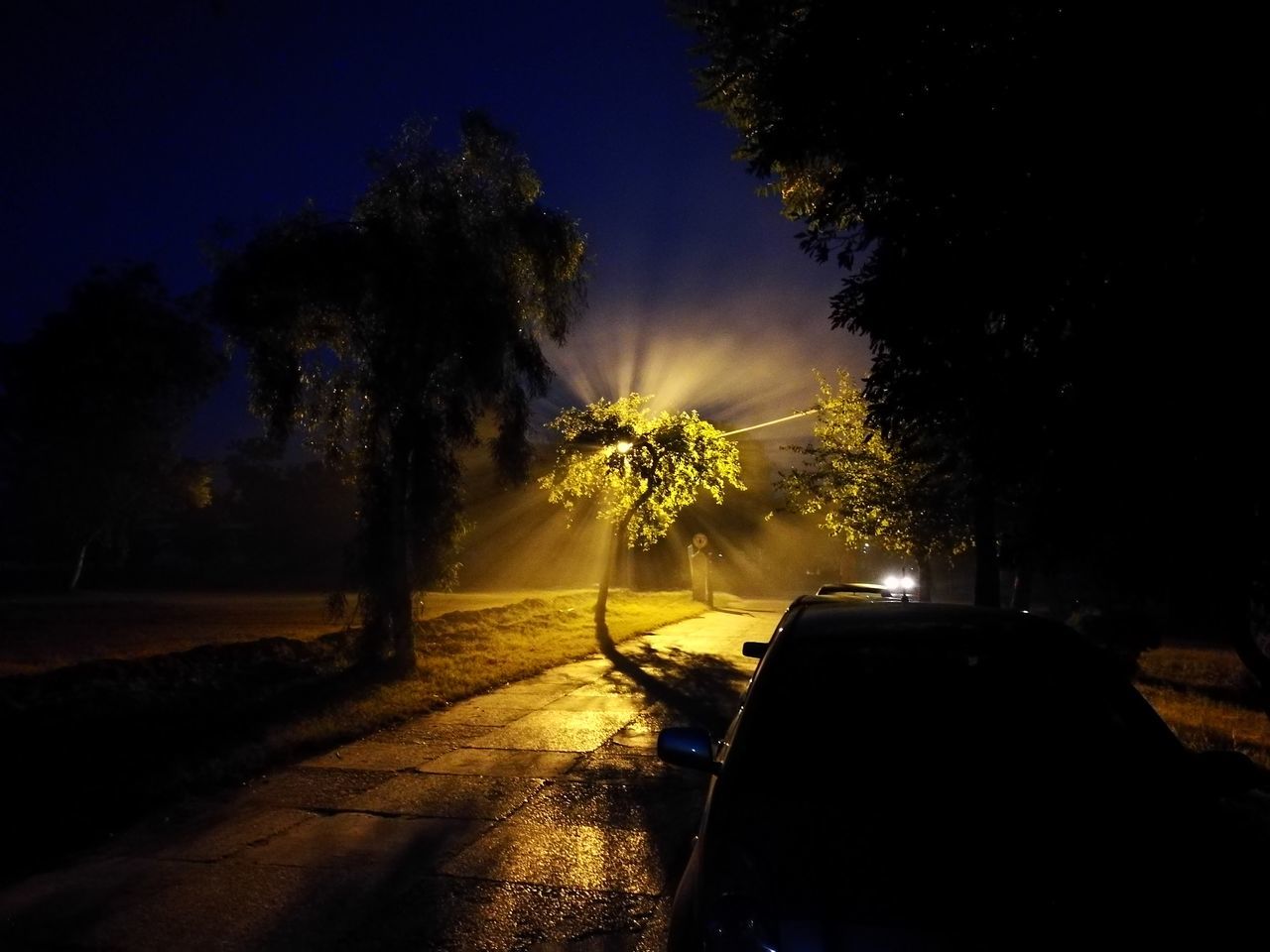 tree, night, silhouette, sky, illuminated, road, growth, dark, tranquility, nature, the way forward, outdoors, street, sunlight, transportation, dusk, no people, tranquil scene, shadow, landscape
