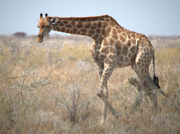 Giraffe walking on grassy field against sky