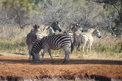 Zebras standing on grass