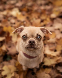 A small and cute dog is sitting in autumn leaves and looking up to the camera, captured from above