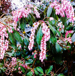 Close-up of pink flowers blooming on tree