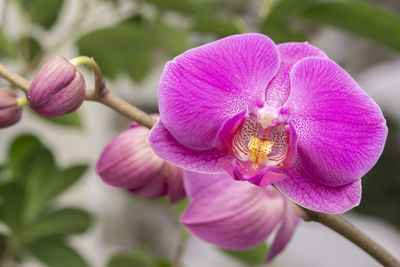 Close-up of pink orchids blooming in park