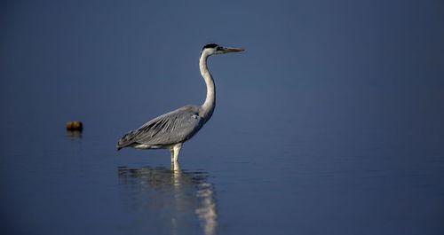 High angle view of gray heron on lake