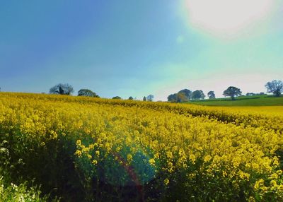 Scenic view of oilseed rape field against sky