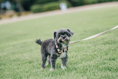 Portrait of dog running on field