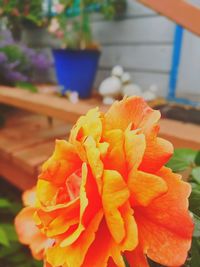 Close-up of orange rose flower