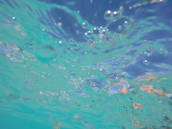 Jellyfish swimming in sea