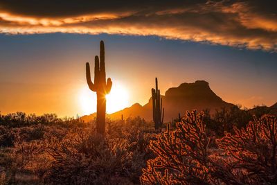 Cactus growing on field against sky during sunset