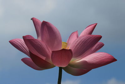 Low angle view of pink lily against sky