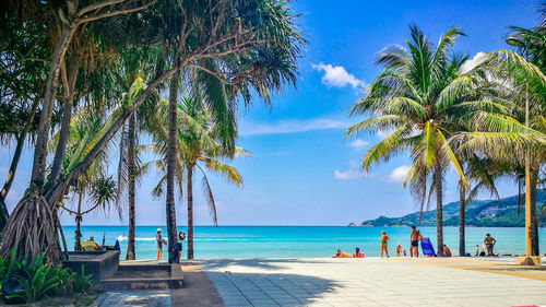 Palm trees on beach against sky