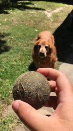 Close-up of hand holding dog with ball
