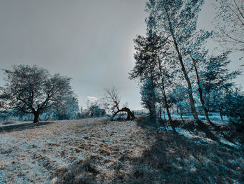 Trees on field against sky during winter