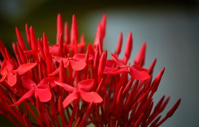 Close-up of red flowering plant