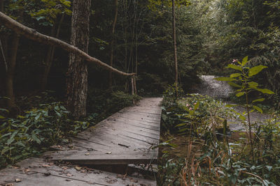 Footpath amidst trees in forest
