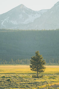 Scenic view of tree on field against mountain