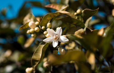 Close-up of white flowering plant