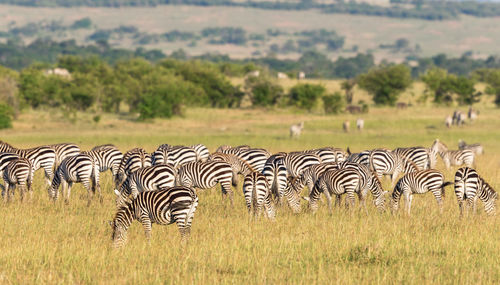 Zebras on field against trees